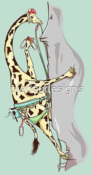 Picture, giraffe rock climbing, rock climber,